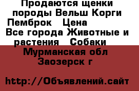 Продаются щенки породы Вельш Корги Пемброк › Цена ­ 40 000 - Все города Животные и растения » Собаки   . Мурманская обл.,Заозерск г.